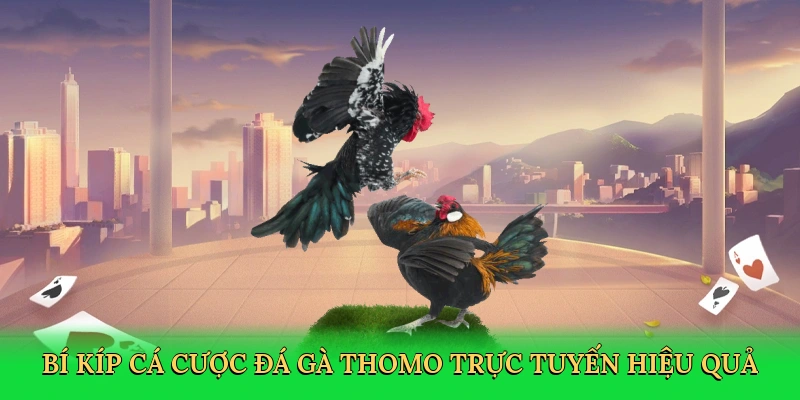 Đá Gà Trực Tiếp Thomo – Cá Cược Kịch Tính Tại V7BET