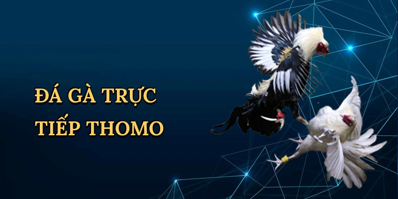 Đá gà trực tiếp Thomo