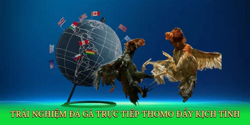 Đá Gà Trực Tiếp Thomo – Cá Cược Kịch Tính Tại V7BET