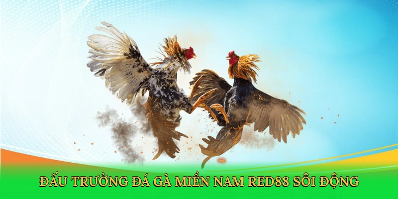 Đá Gà Miền Nam – Đấu Trường Kịch Tính Tại RED88