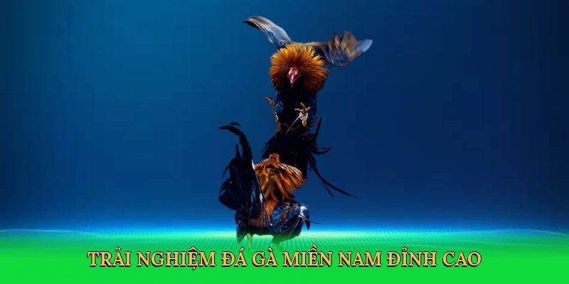 Đá Gà Miền Nam – Đấu Trường Kịch Tính Tại RED88