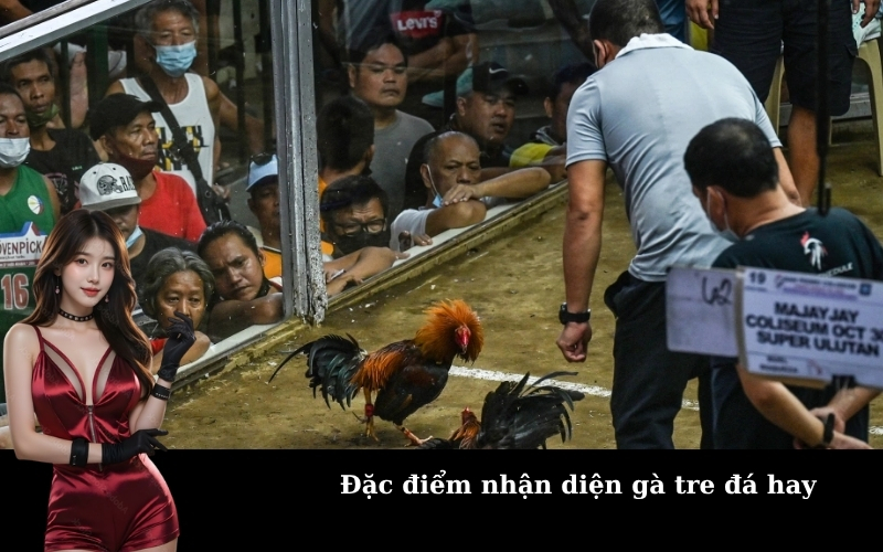 Đặc điểm nhận diện gà tre đá hay