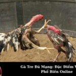 Gà Tre Đá Mạng: Đặc Điểm Và Lối Đá Phổ Biến Online