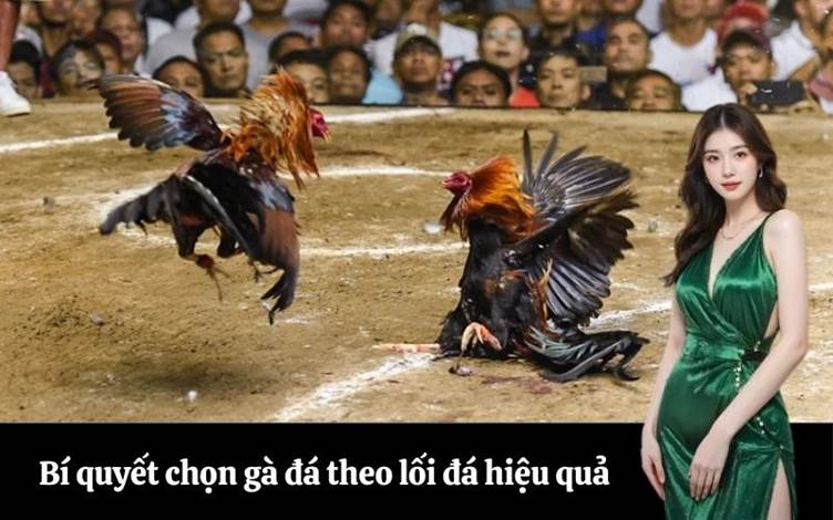 Bí quyết chọn gà đá theo lối đá hiệu quả
