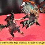 Các kỹ thuật phân tích kèo đá gà chuẩn xác cho cược thủ chuyên nghiệp