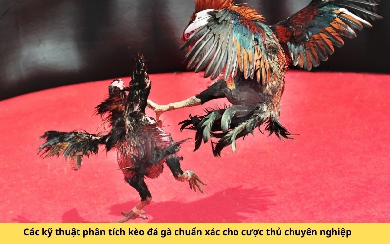 Các kỹ thuật phân tích kèo đá gà chuẩn xác cho cược thủ chuyên nghiệp